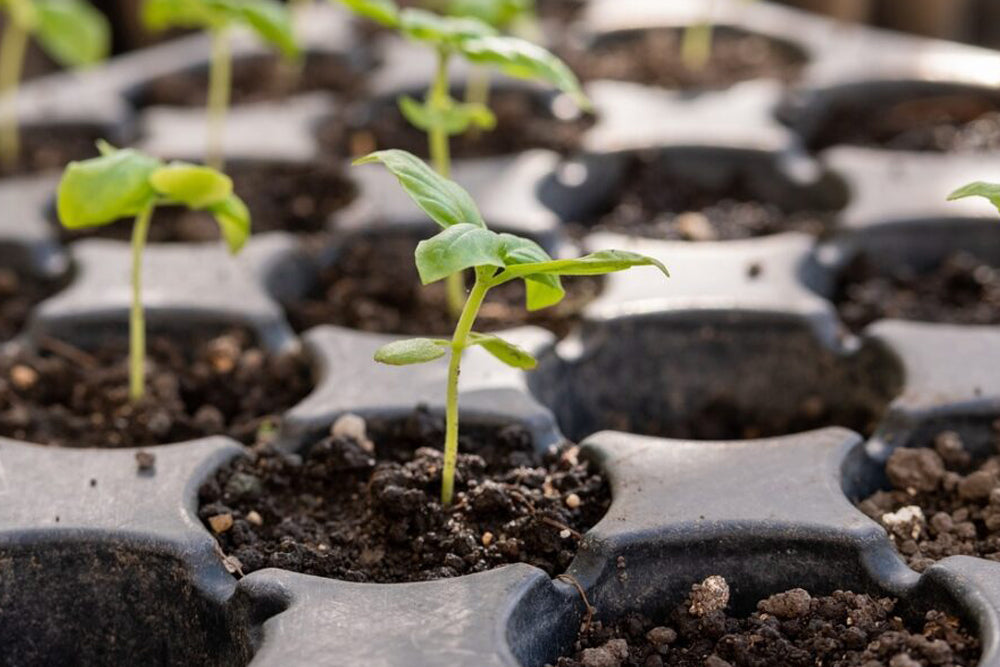 Grow Like a Pro: All About Seedling Trays!