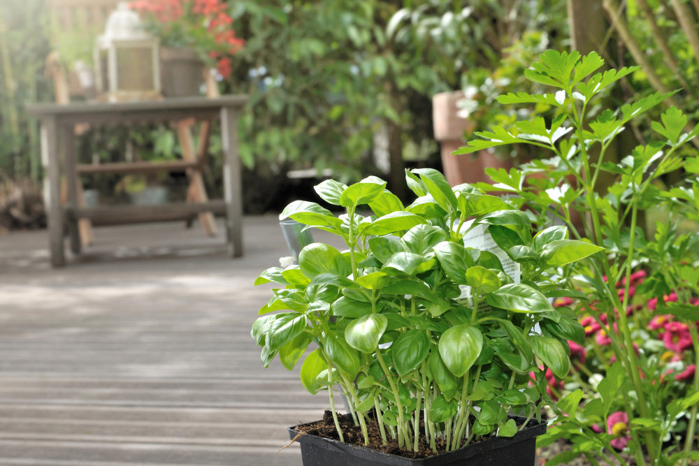 Greening Your Space: Terrace Gardening Tips for Beginners