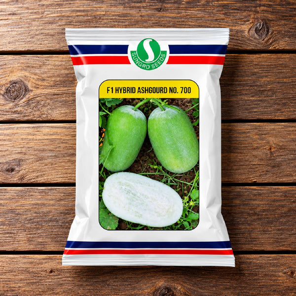 Ash Gourd No. 700 F1 Hybrid