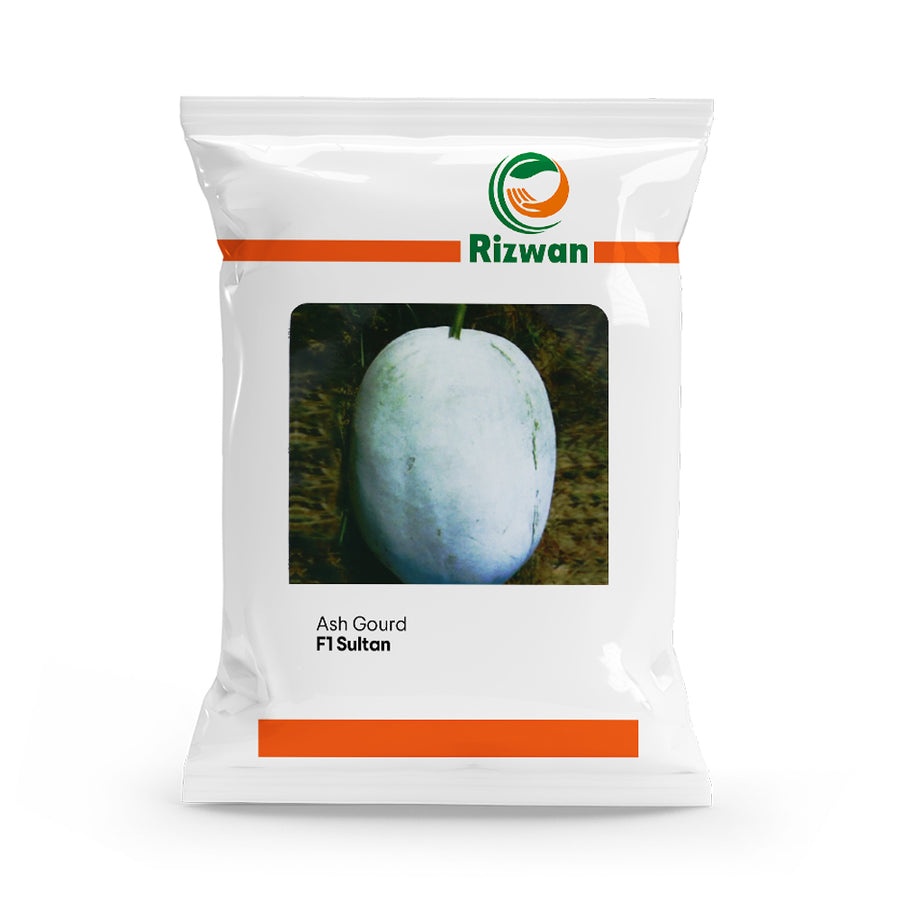 Ash Gourd Sultan