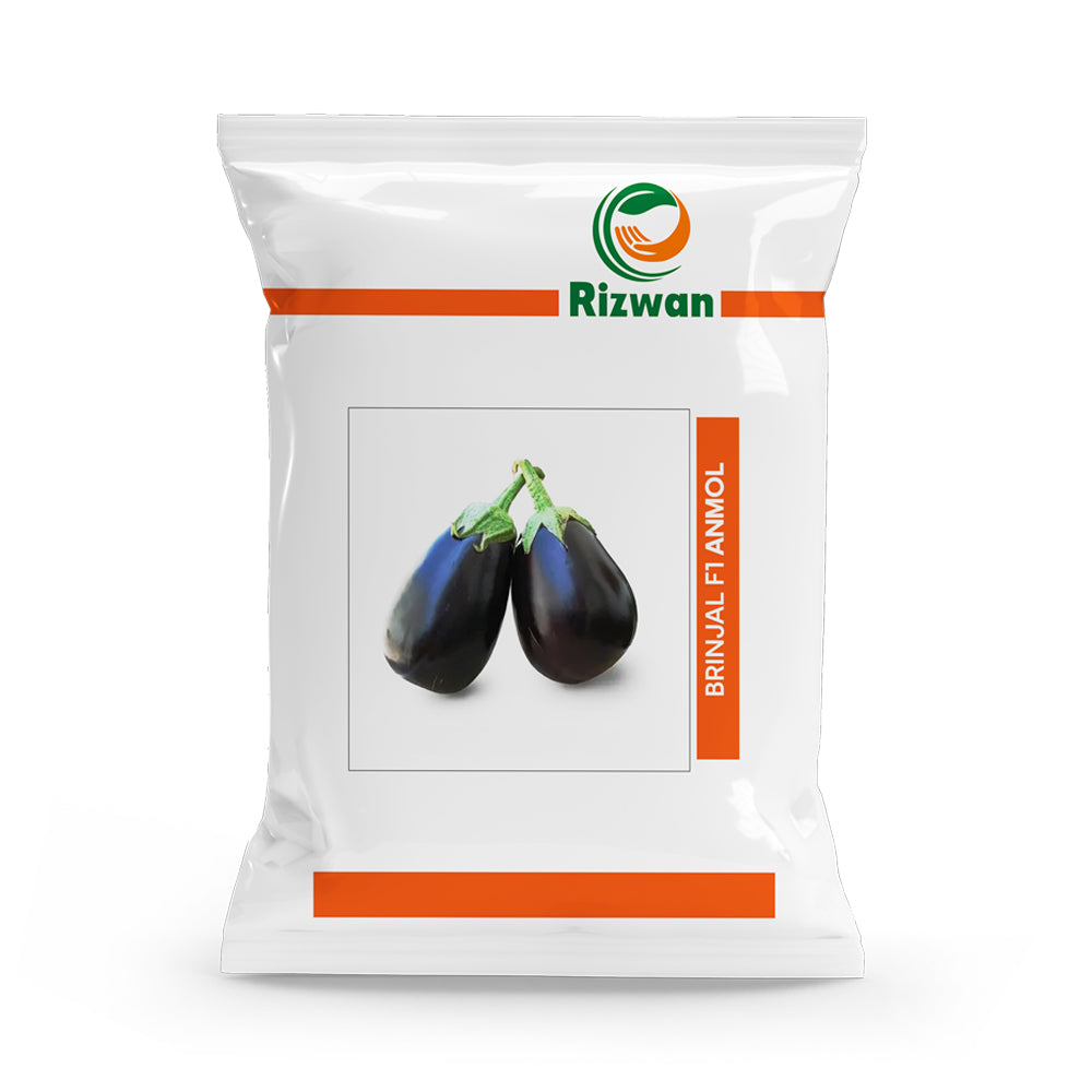 Brinjal F1 Anmol