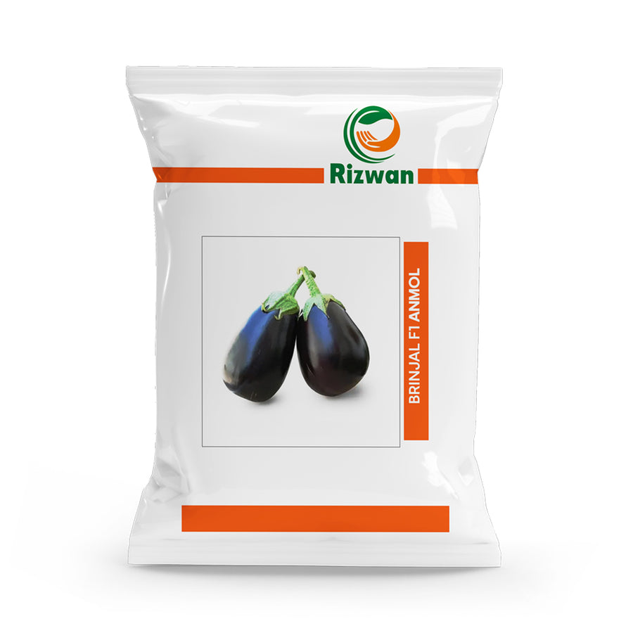 Brinjal F1 Anmol