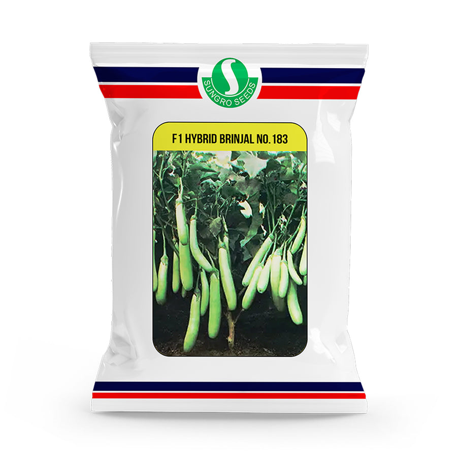 Brinjal No.183 F1 Hybrid