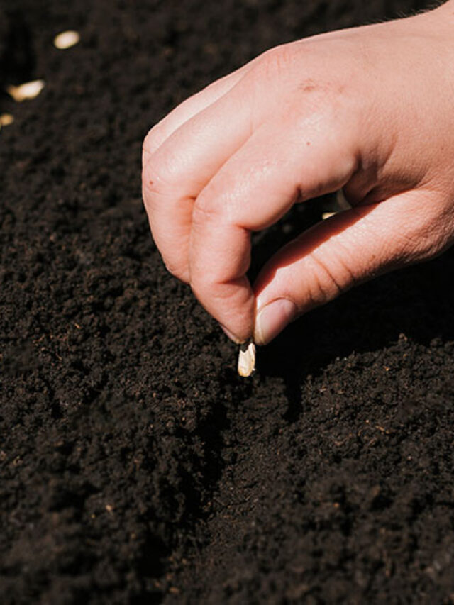 Why Seed Germination is an Essential Process?