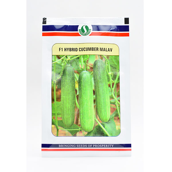 Malav F1 Hybrid Salad Cucumber Seeds 25 gm