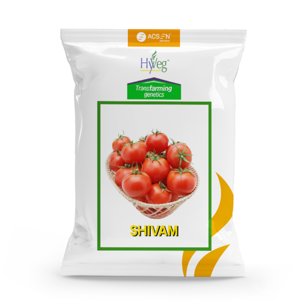 an image of a packet of tomato shivam seeds