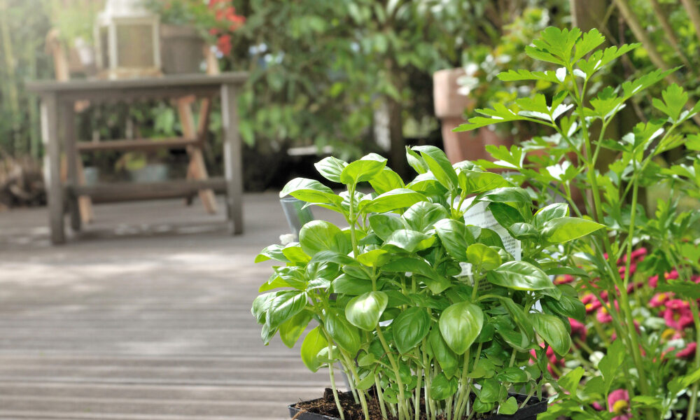 terrace-gardening-tips